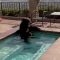 California, clima torrido: l’orso si mette in piscina