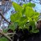 Alle Hawaii torna la vita dopo i roghi, l’albero centenario mostra segni di ripresa