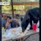 Orso irrompe al picnic, sale sul tavolo e divora tutto