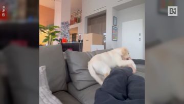 Privato: [ID: 01jTeQg15hM] Youtube Automatic
