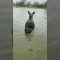 Australia, un uomo lotta con un canguro per salvare il proprio cane