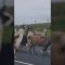 Scappati da una fattoria, alpaca e lama bloccano il traffico