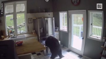 Privato: [ID: PjZx8ShXlOw] Youtube Automatic