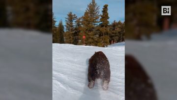 Privato: [ID: 4Tdk_R8awpI] Youtube Automatic