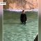 Berlino come Mastroianni, tuffo nella fontana di Trevi