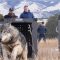 Il Colorado vuole i lupi, liberati i primi 5 esemplari sulle Montagne Rocciose
