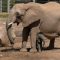 Elefantino appena nato muove i primi passi insieme alla mamma