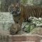 La prima passeggiata di Kala, la tigre di Sumatra nata al Bioparco di Roma