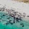 Australia, branco di balene pilota si arena sulla spiaggia