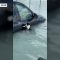 Dubai allagata, un gatto si salva aggrappandosi alla portiera di un’auto