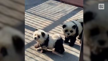 Privato: [ID: 1aW-FS9nQ9s] Youtube Automatic