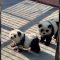 Lo zoo annuncia due nuovi panda: ma sono… cani travestiti