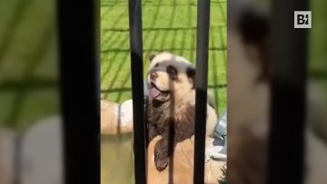 Privato: [ID: BEaNpYEPevs] Youtube Automatic