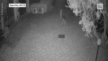 Privato: [ID: CT9BcsXAyG8] Youtube Automatic