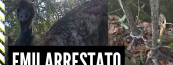 Privato: [ID: EDIFJMAog3Q] Youtube Automatic