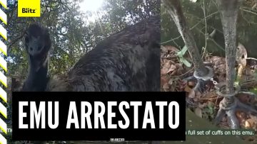 Privato: [ID: EDIFJMAog3Q] Youtube Automatic