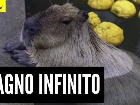 Privato: [ID: j-AqdmlheeQ] Youtube Automatic
