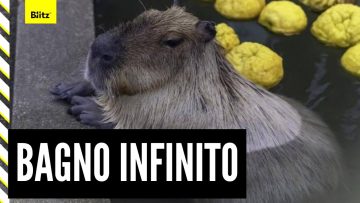 Privato: [ID: j-AqdmlheeQ] Youtube Automatic
